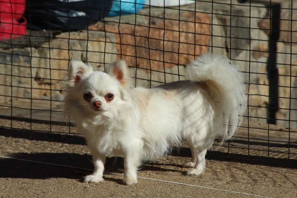 Peluche Du Royaume D'Unik