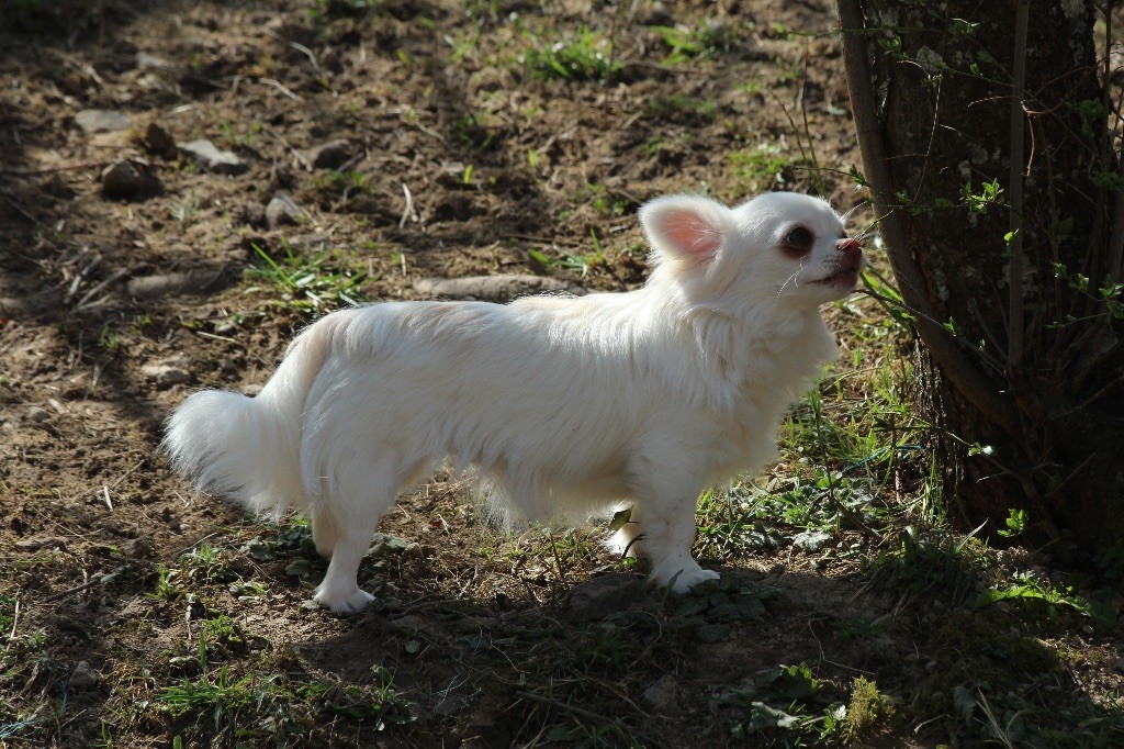 Peluche Du Royaume D'Unik