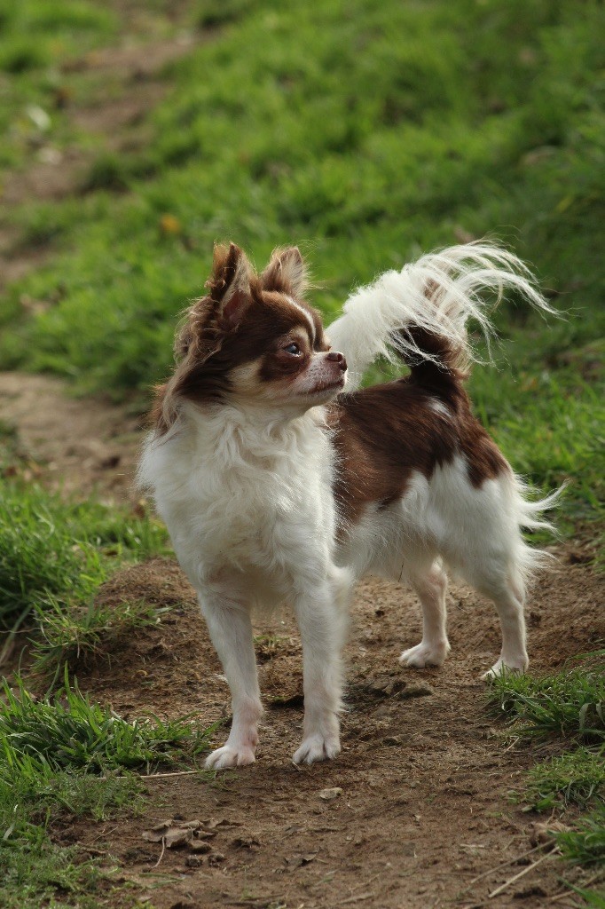 Michoco (dit milou) Les Minis Minelie