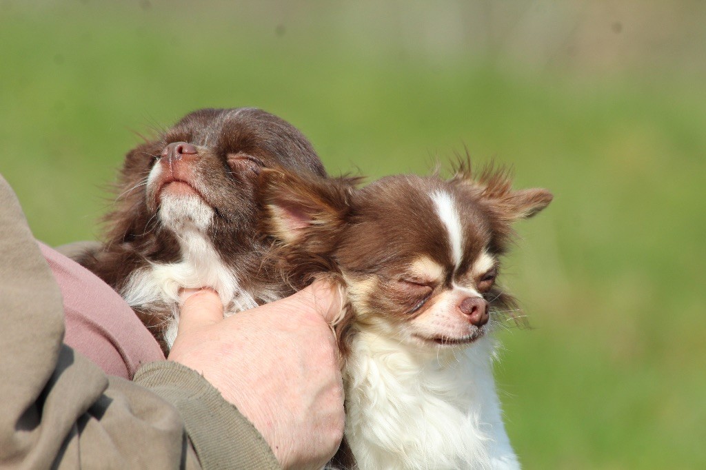 Michoco (dit milou) Les Minis Minelie