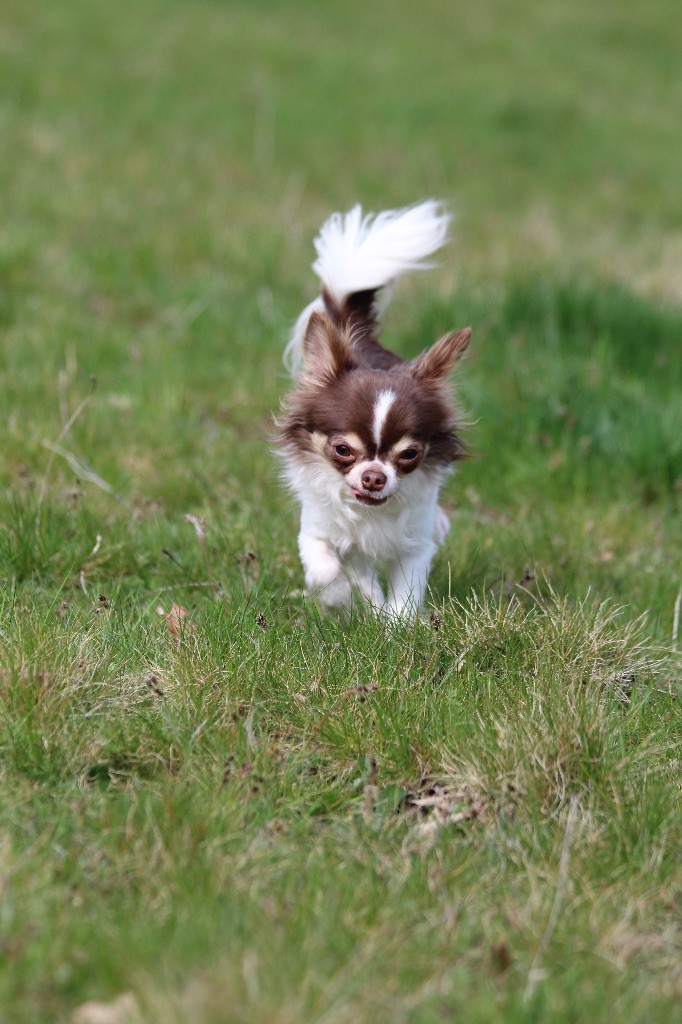 Michoco (dit milou) Les Minis Minelie