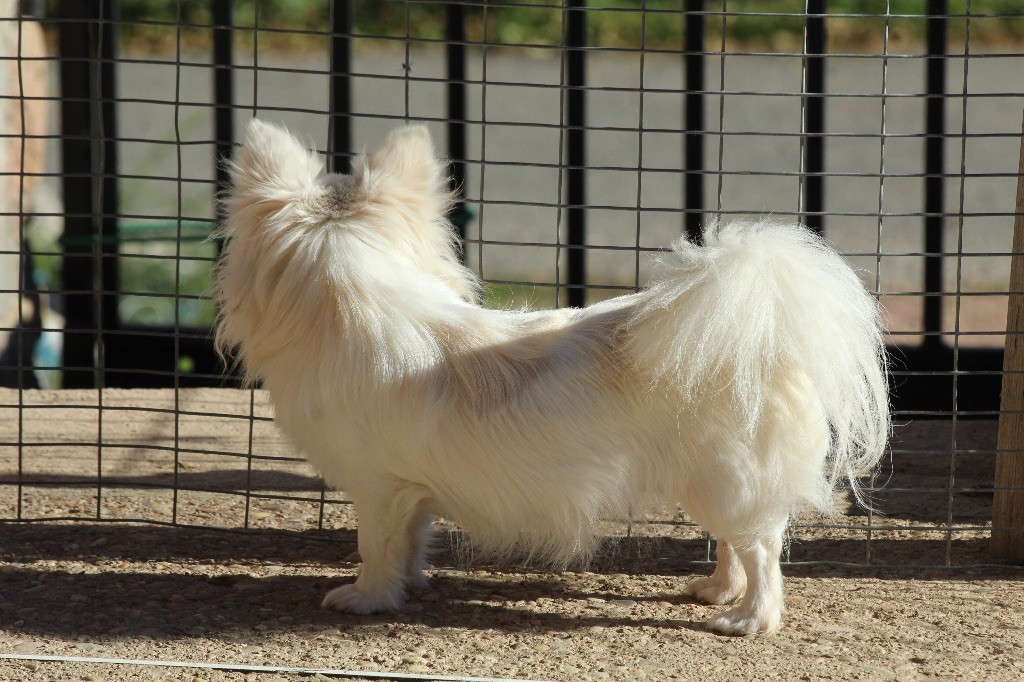 Peluche Du Royaume D'Unik