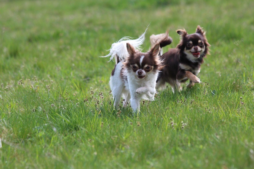 Michoco (dit milou) Des Minis Minelie