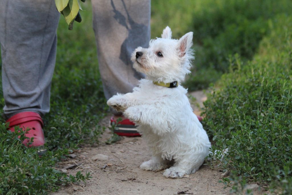 Du Royaume D'Unik - Chiot disponible  - West Highland White Terrier