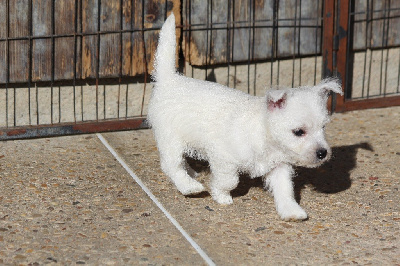 Du Royaume D'Unik - West Highland White Terrier - Portée née le 31/08/2024