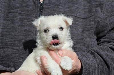 Du Royaume D'Unik - West Highland White Terrier - Portée née le 17/01/2024