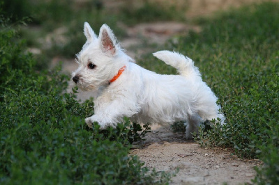 Du Royaume D'Unik - West Highland White Terrier - Portée née le 11/05/2024