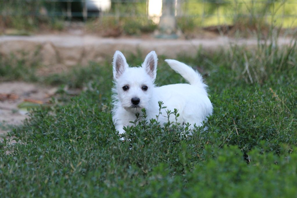 Du Royaume D'Unik - Chiot disponible  - West Highland White Terrier