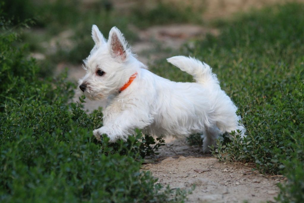 Du Royaume D'Unik - Chiot disponible  - West Highland White Terrier