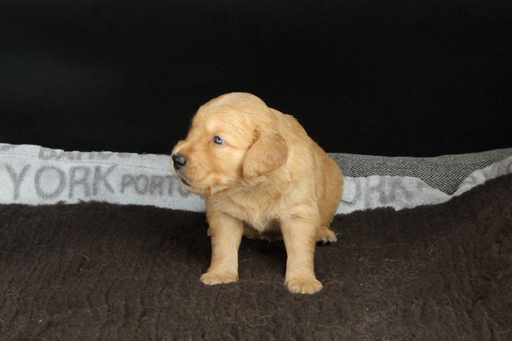 Du Royaume D'Unik - Chiots disponibles - Golden Retriever