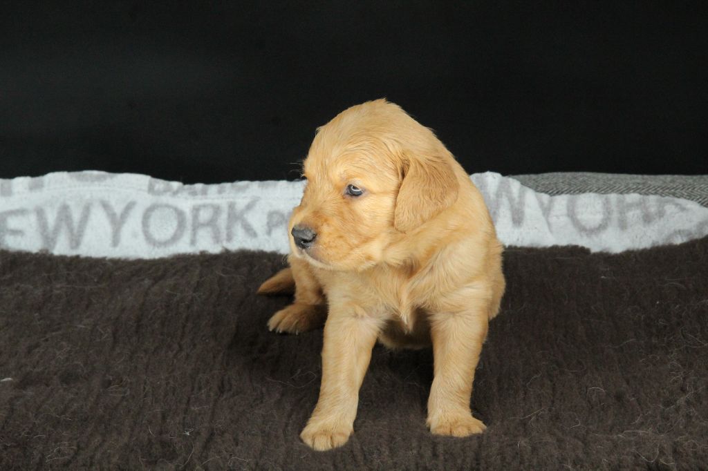 Du Royaume D'Unik - Chiots disponibles - Golden Retriever