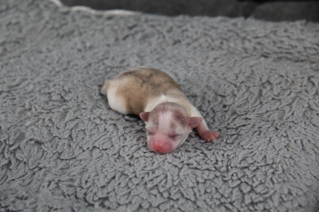 Du Royaume D'Unik - Chiots disponibles - Chihuahua