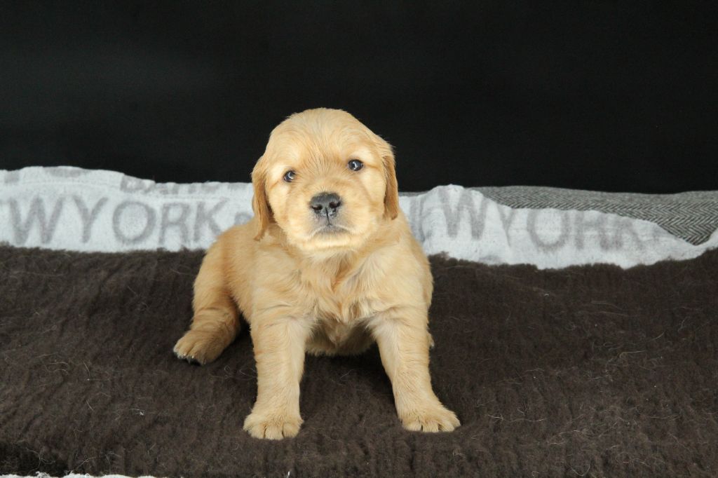 Du Royaume D'Unik - Chiots disponibles - Golden Retriever