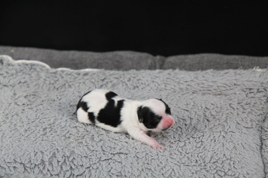 Du Royaume D'Unik - Chiots disponibles - Chihuahua