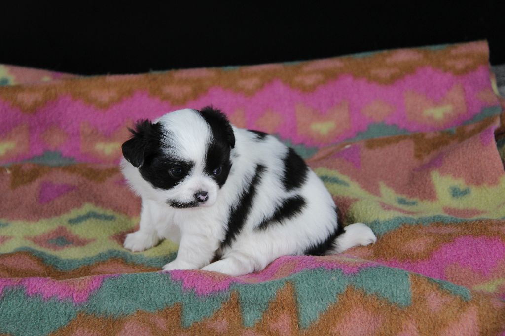 Du Royaume D'Unik - Chiots disponibles - Chihuahua