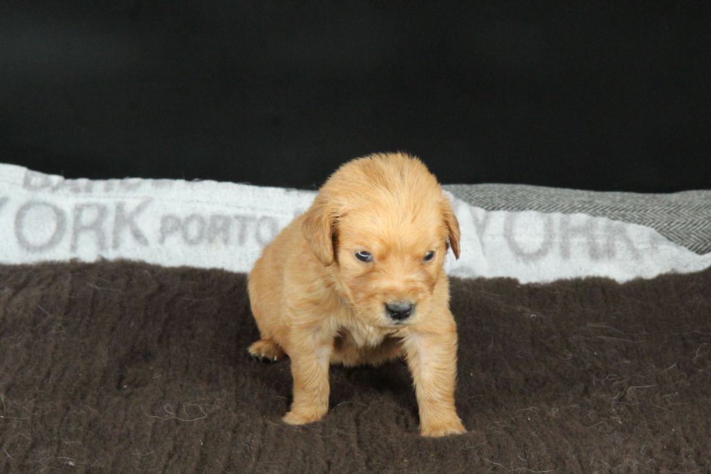 Du Royaume D'Unik - Chiots disponibles - Golden Retriever