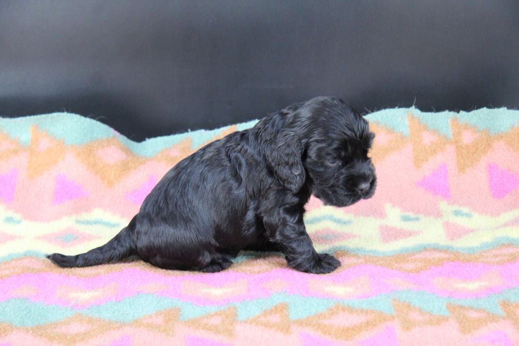 Du Royaume D'Unik - Chiots disponibles - Cocker Spaniel Anglais