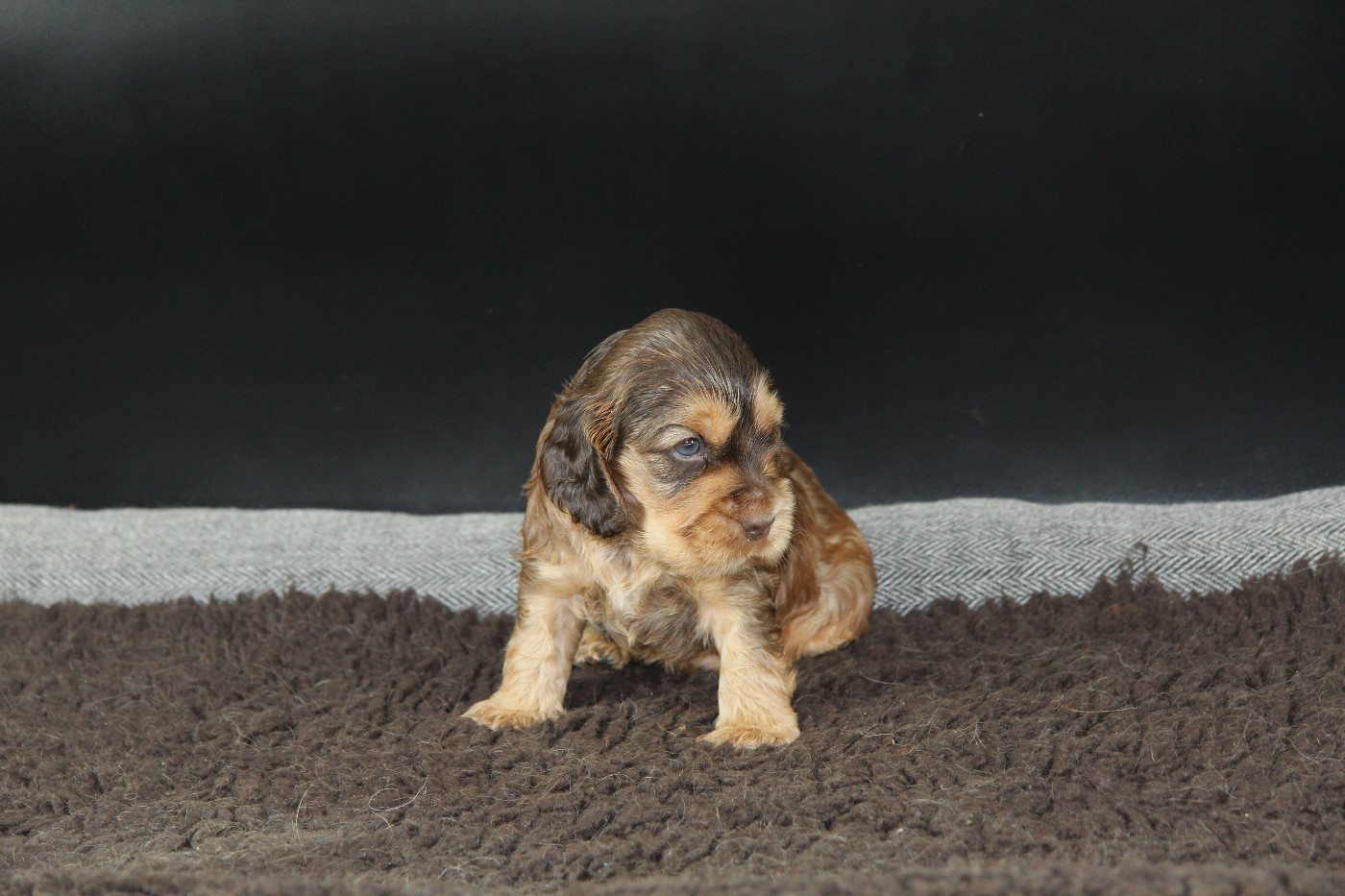 Du Royaume D'Unik - Cocker Spaniel Anglais - Portée née le 29/10/2025