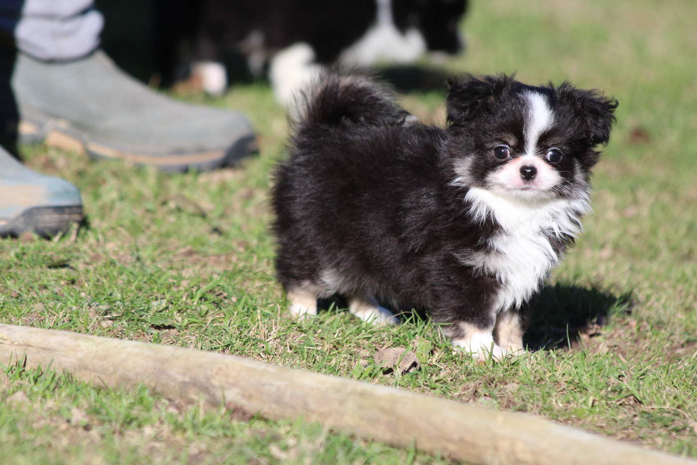 Du Royaume D'Unik - Chiots disponibles - Chihuahua