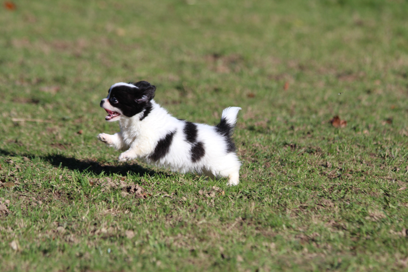 Du Royaume D'Unik - Chiots disponibles - Chihuahua