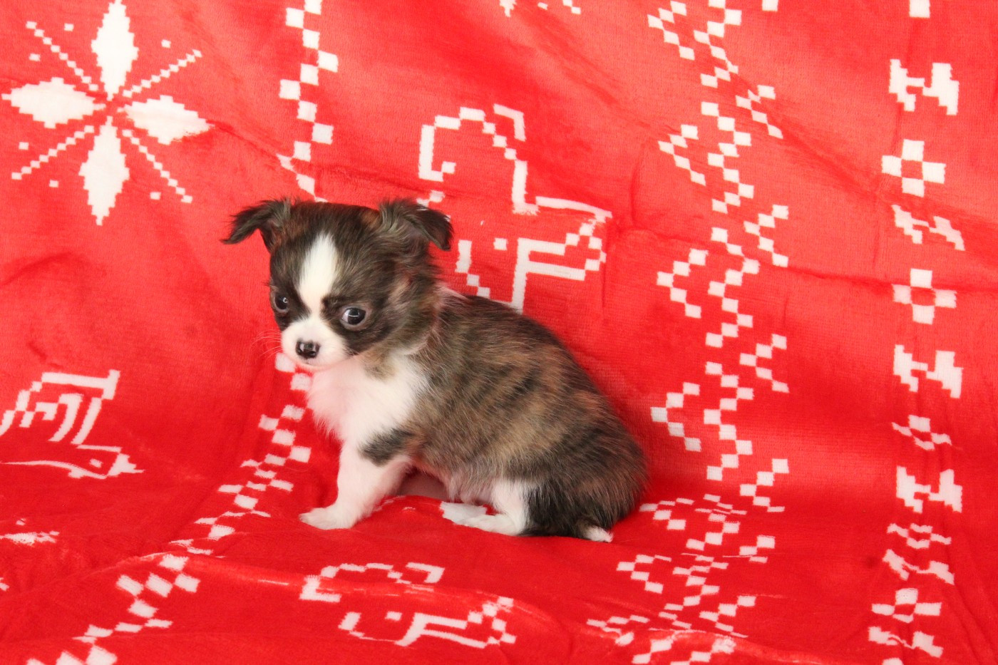 Du Royaume D'Unik - Chiots disponibles - Chihuahua