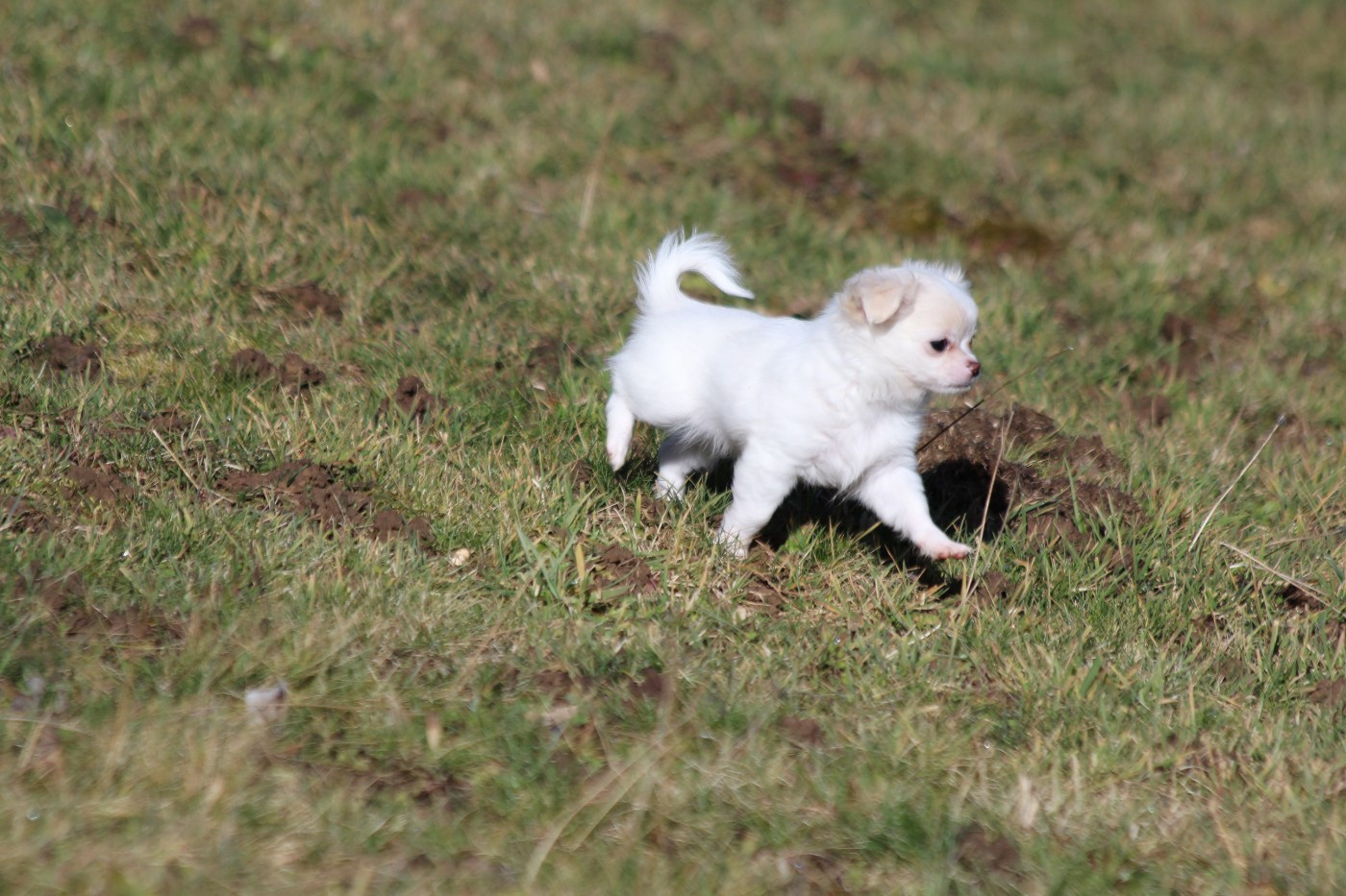 Du Royaume D'Unik - Chiots disponibles - Chihuahua