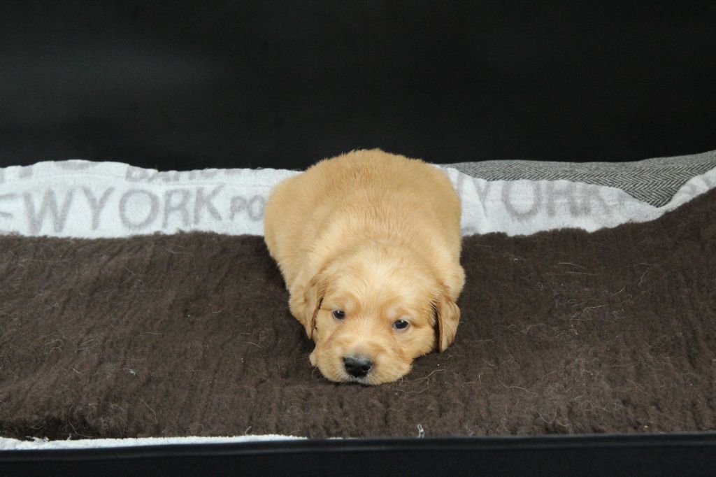 Du Royaume D'Unik - Chiots disponibles - Golden Retriever