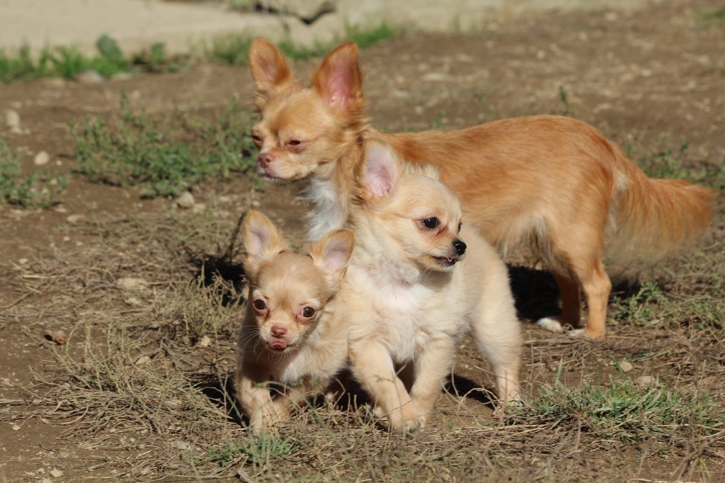 Chiot Chihuahua Du Royaume D'Unik