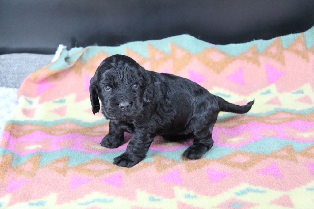 Du Royaume D'Unik - Chiots disponibles - Cocker Spaniel Anglais