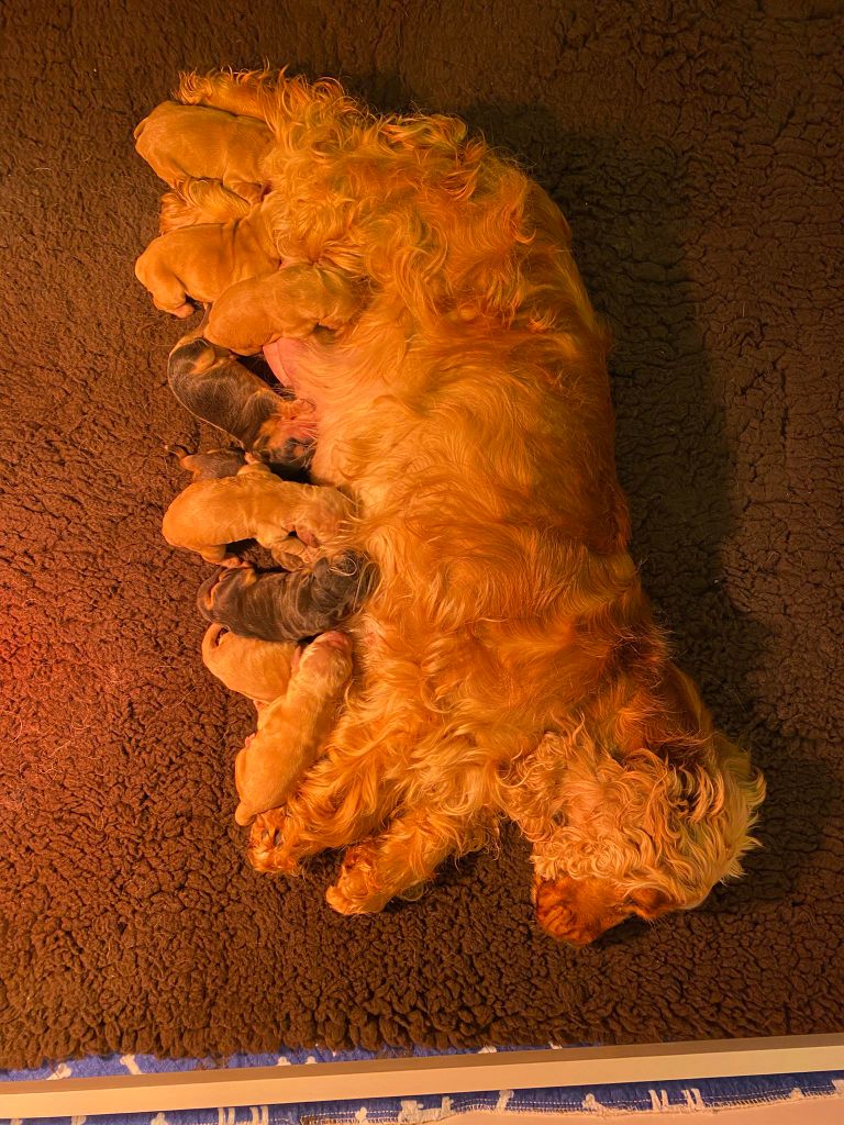 Du Royaume D'Unik - Cocker Spaniel Anglais - Portée née le 11/05/2025