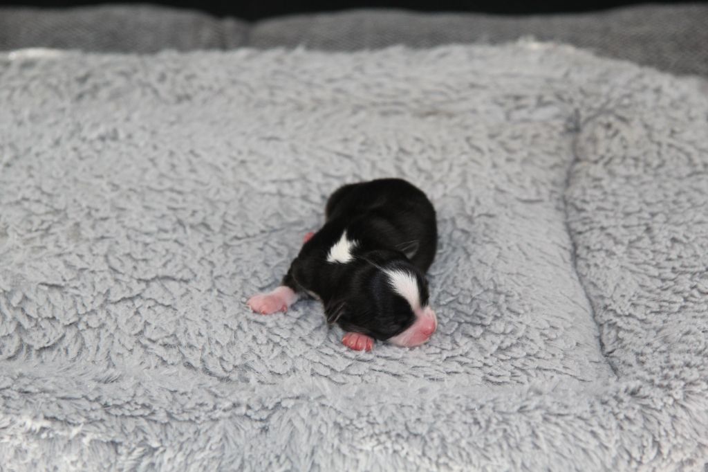Du Royaume D'Unik - Chiots disponibles - Chihuahua