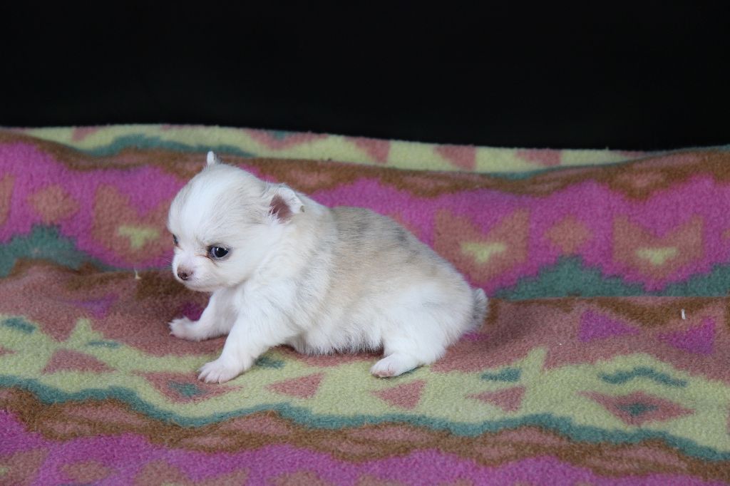 Du Royaume D'Unik - Chiots disponibles - Chihuahua
