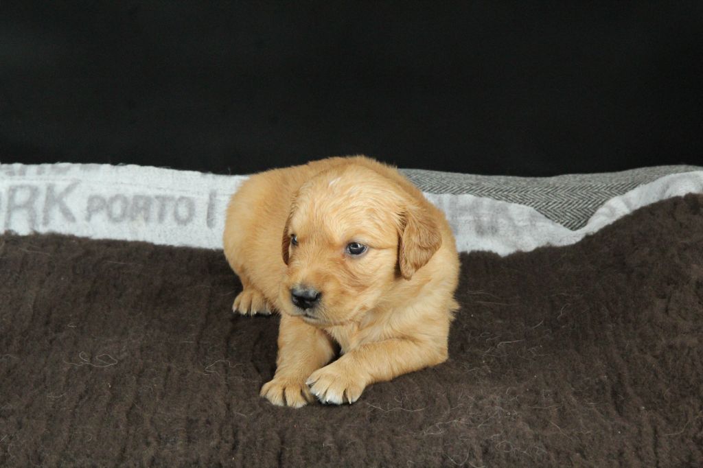 Du Royaume D'Unik - Chiots disponibles - Golden Retriever