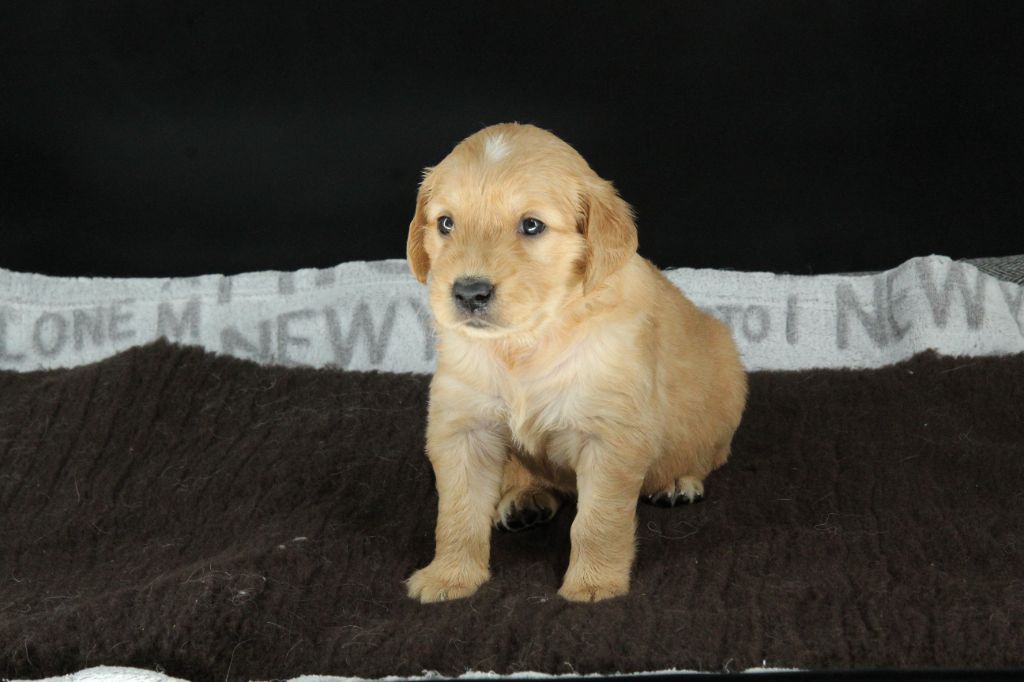 Du Royaume D'Unik - Chiots disponibles - Golden Retriever