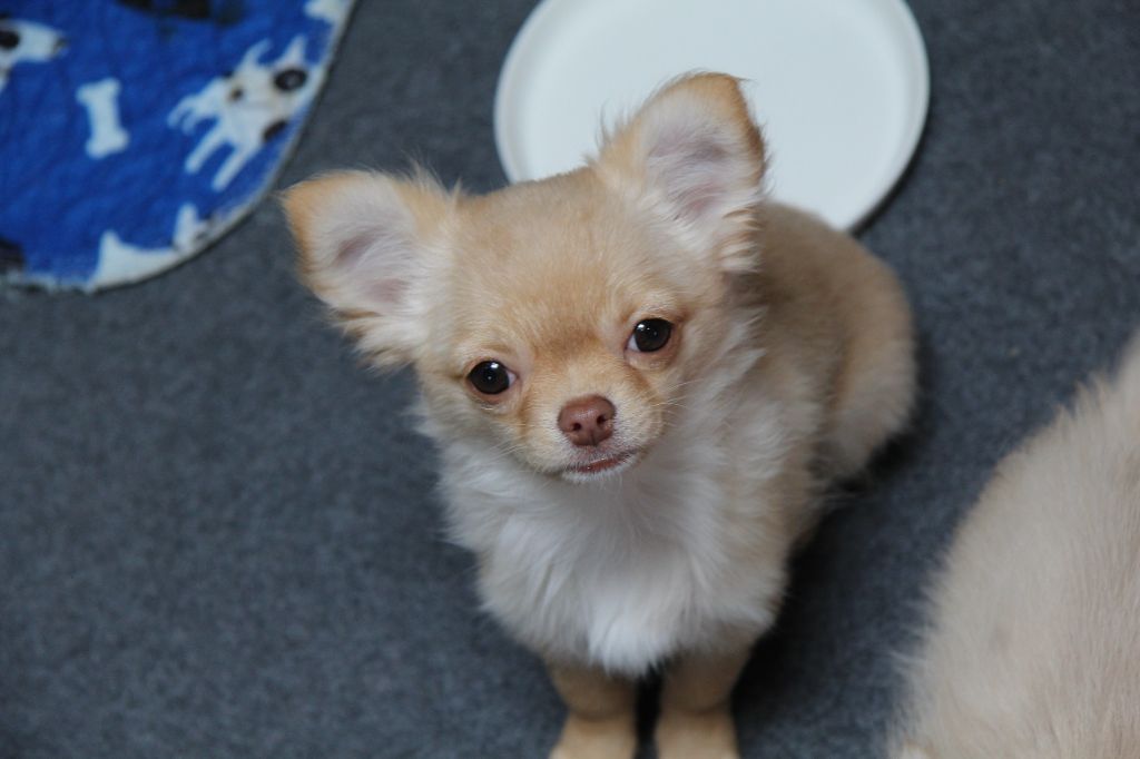 Du Royaume D'Unik - Chiots disponibles - Chihuahua