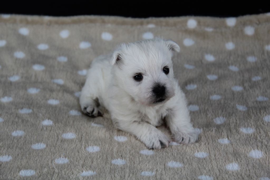 Du Royaume D'Unik - Chiots disponibles - West Highland White Terrier