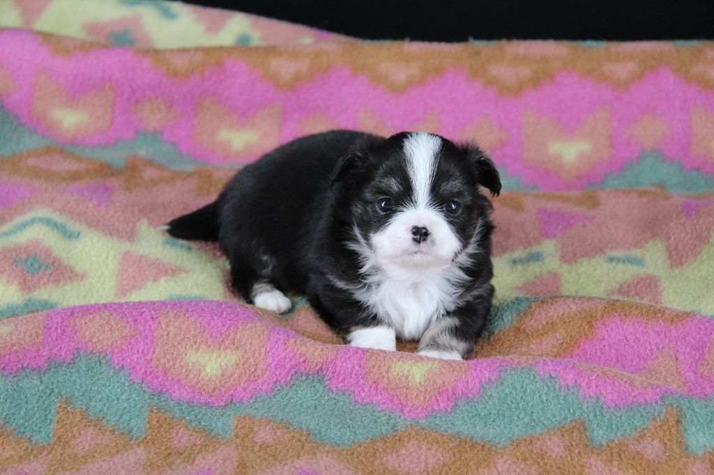 Du Royaume D'Unik - Chiots disponibles - Chihuahua
