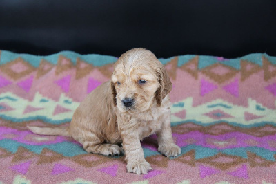CHIOT 1