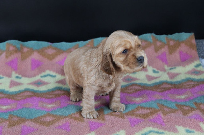 CHIOT 6