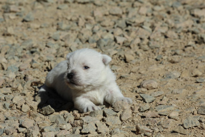 CHIOT 1