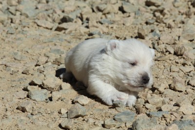 CHIOT 2
