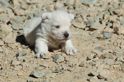 CHIOT 4