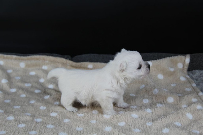 CHIOT 2