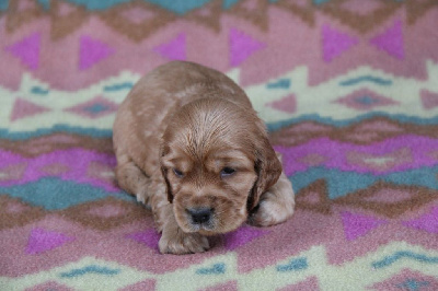 CHIOT 2