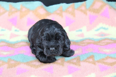 CHIOT 3