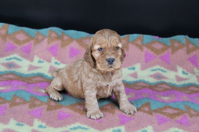CHIOT 5