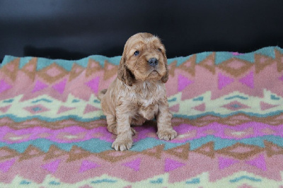 CHIOT 8