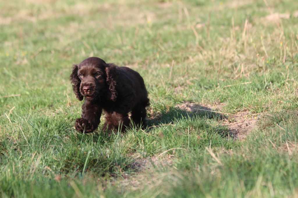 Du Royaume D'Unik - Chiots disponibles - Cocker Spaniel Anglais