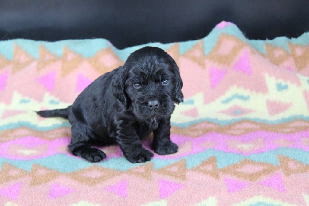 Du Royaume D'Unik - Chiots disponibles - Cocker Spaniel Anglais