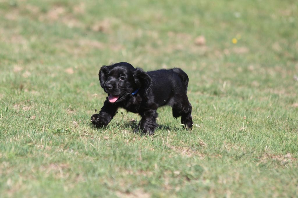 Du Royaume D'Unik - Chiots disponibles - Cocker Spaniel Anglais